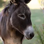 Apartment Louisxvi By Interhome