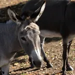 Apartment Louisxvi By Interhome *