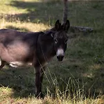 Louisxvi By Interhome Apartment