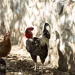 Louisxvi By Interhome * Granges-pres-Marnand