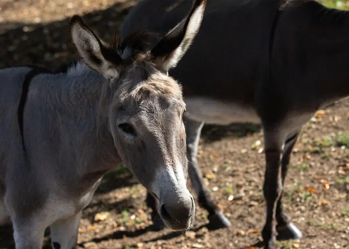 Apartamento Louisxvi By Interhome *