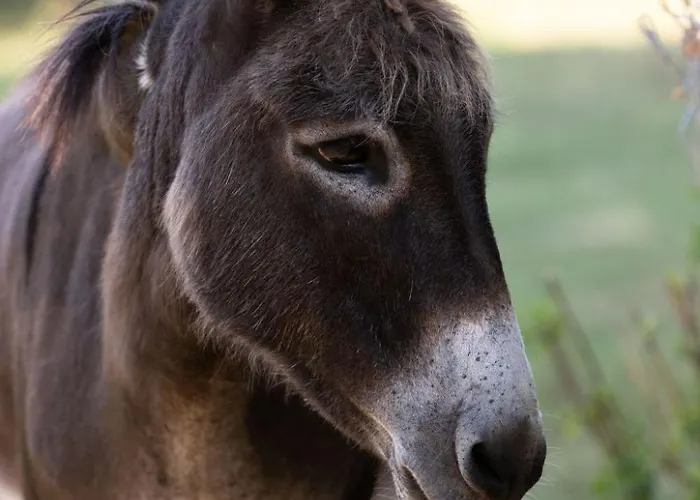 Appartement Louisxvi By Interhome