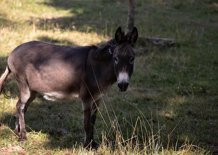 Louisxvi By Interhome Appartement